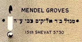 5_16_Mendel Groves